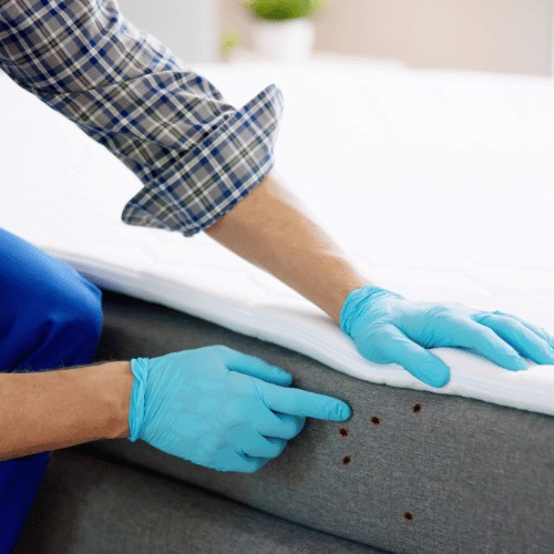 A gloved hand lifting a mattress seam to inspect for bed bug signs